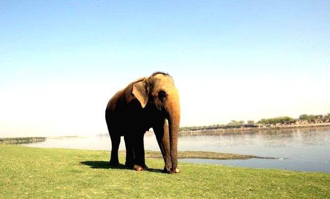 Elephant 'Phoolkali' enjoys riverside feast to celebrate 10 years of freedom! - Vimarsana News