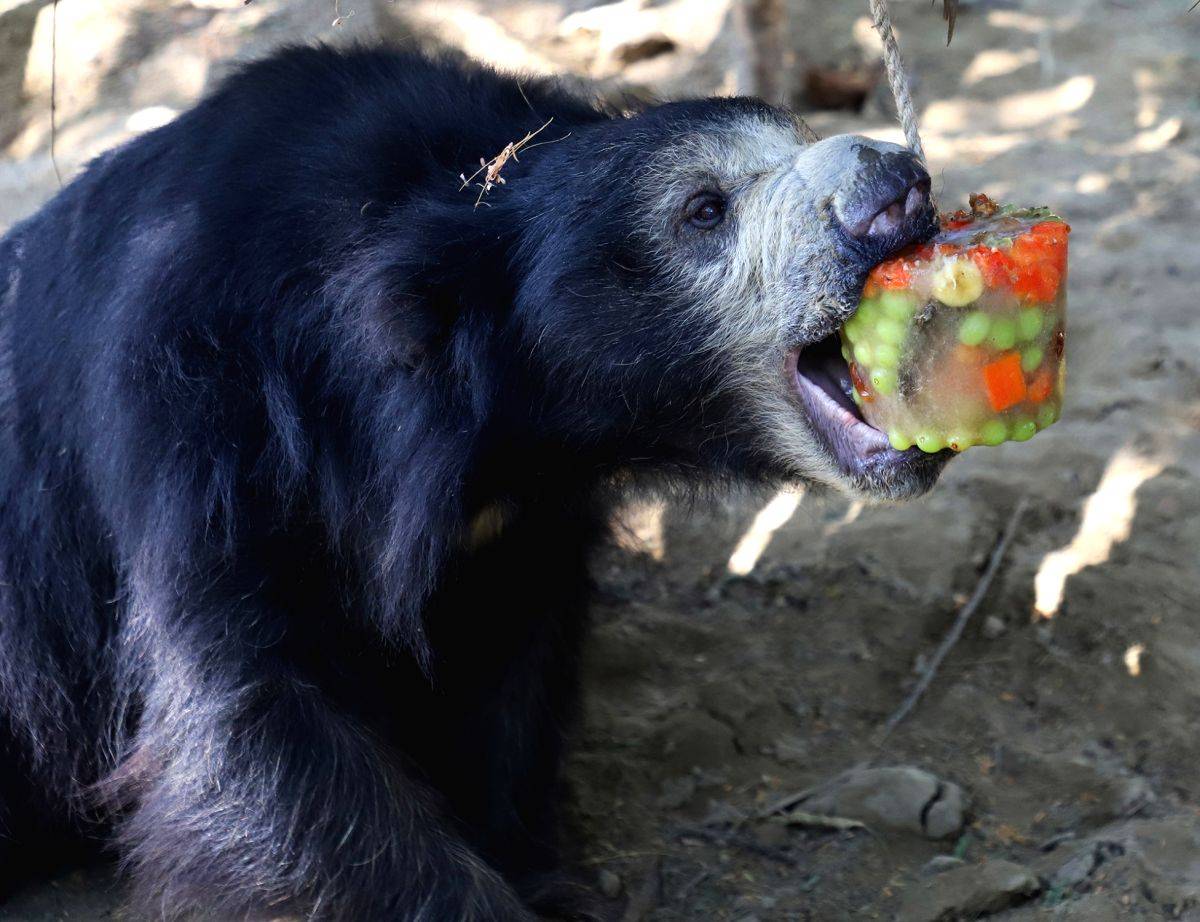 Elephants and bears savour icy popsicles at Agra shelter - Vimarsana News