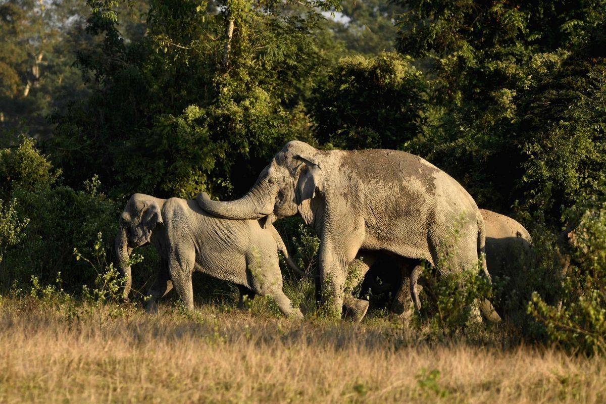 Three killed in wild elephant attack in Assam - Vimarsana News