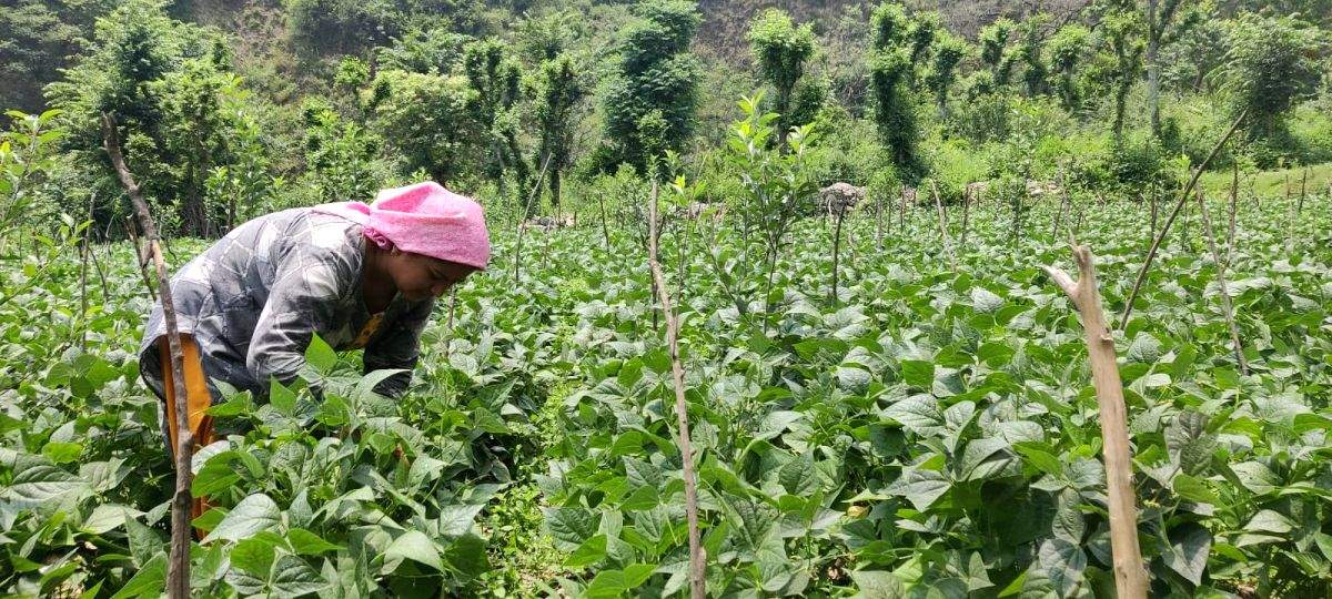 India adopts smart farming strategy to boost small farmers' fortunes - Vimarsana News