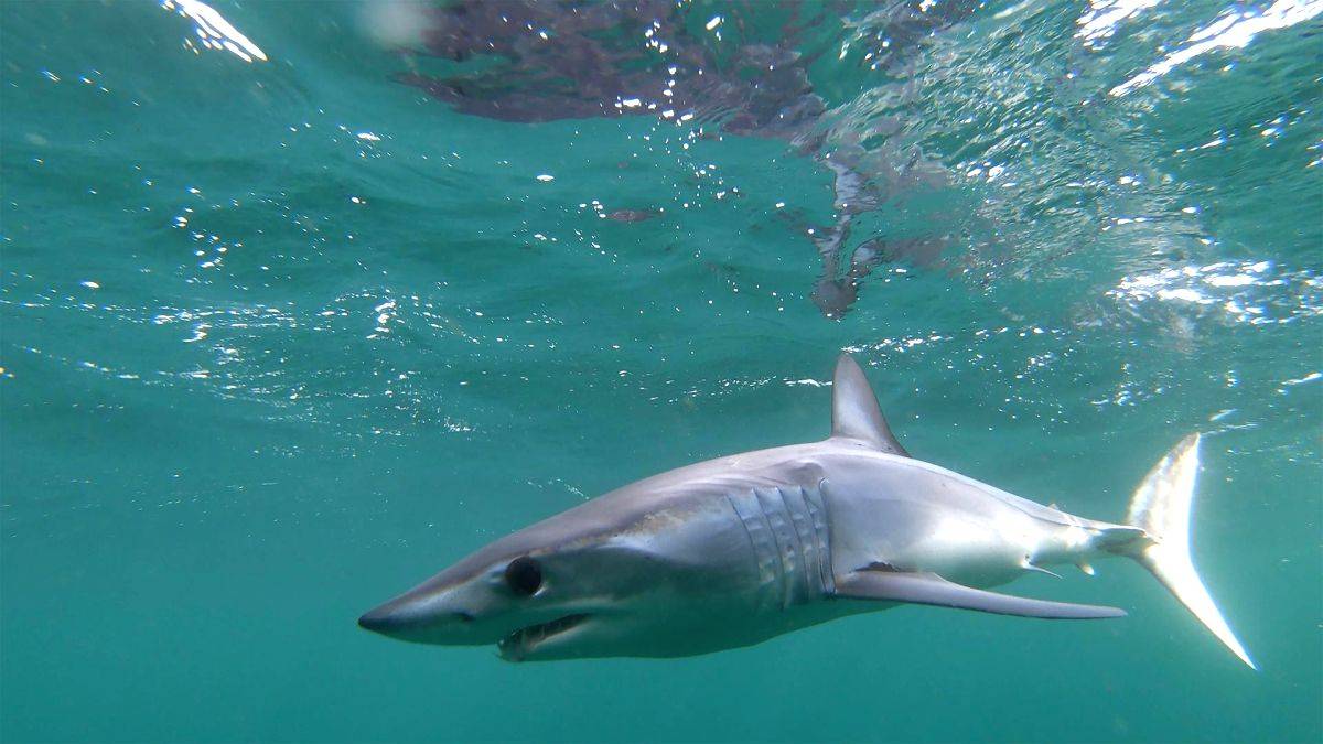 Endangered mako sharks gets protection - Vimarsana News