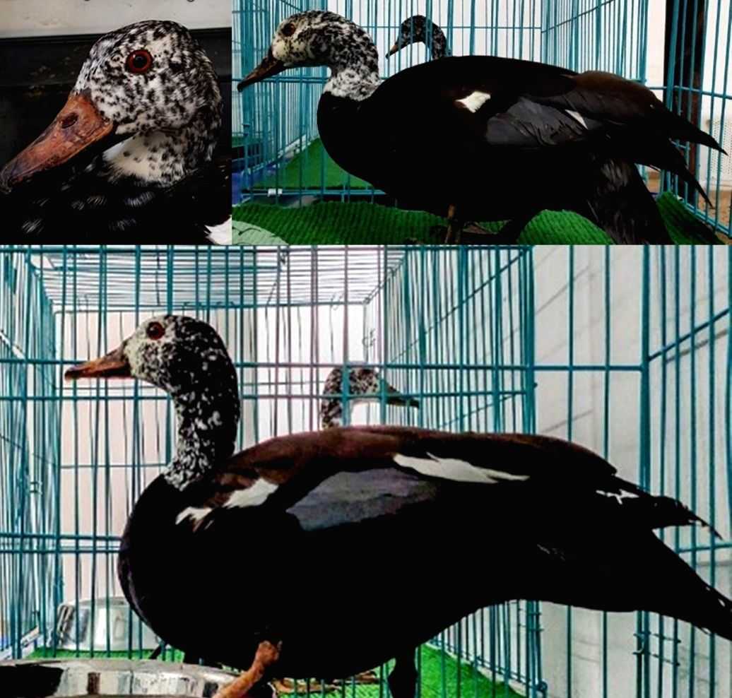 Endangered white winged wood ducks brought to Assam from Czech Republic - Vimarsana News
