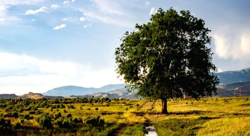 Environmental education: An effective medium - Vimarsana News