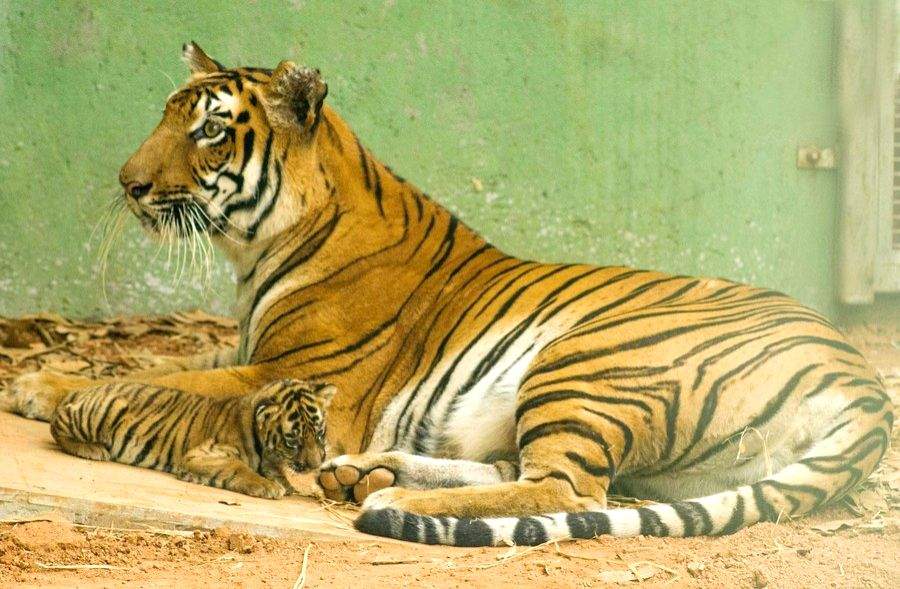 Erode collector to hold meetings on night travel ban on tiger reserve road - Vimarsana News