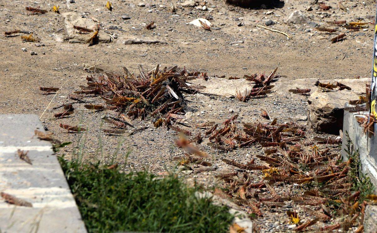 Ethiopia deploys planes, helicopters to fight locust invasion - Vimarsana News