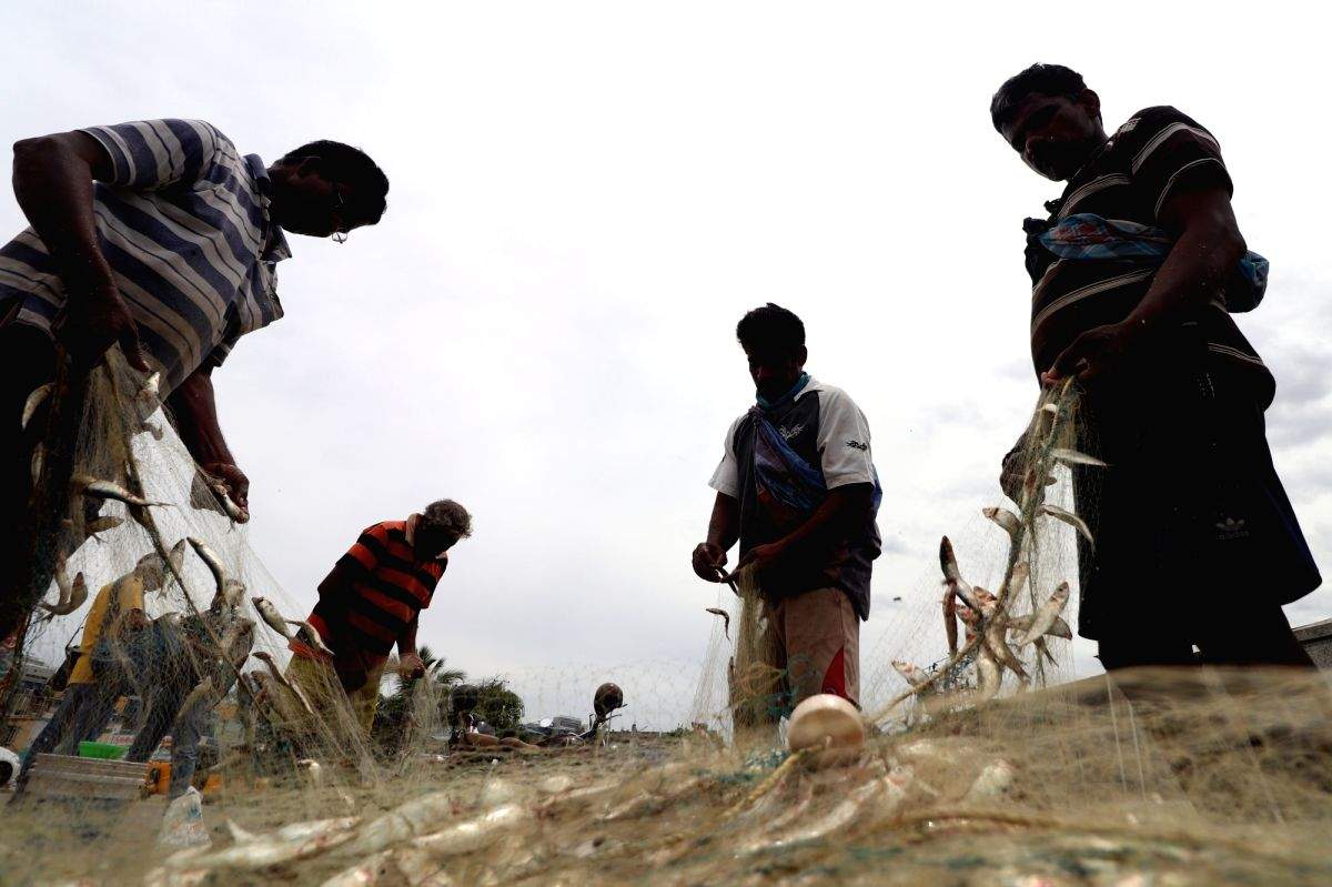 Madras HC allows Chennai Corporation to regulate fish vendors - Vimarsana News