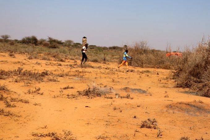 Extremely high temperature causes irreversible damage to global biodiversity - Vimarsana News