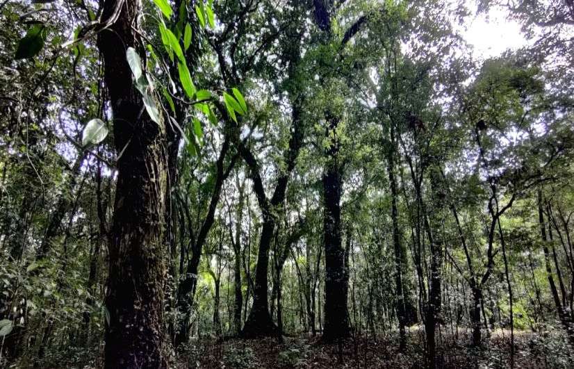 As Chennai turns into hub for exotic species smuggling, TN forest dept ups vigil - Vimarsana News