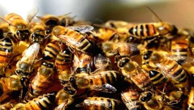 40 school students injured in bee attack in Agra - Vimarsana News