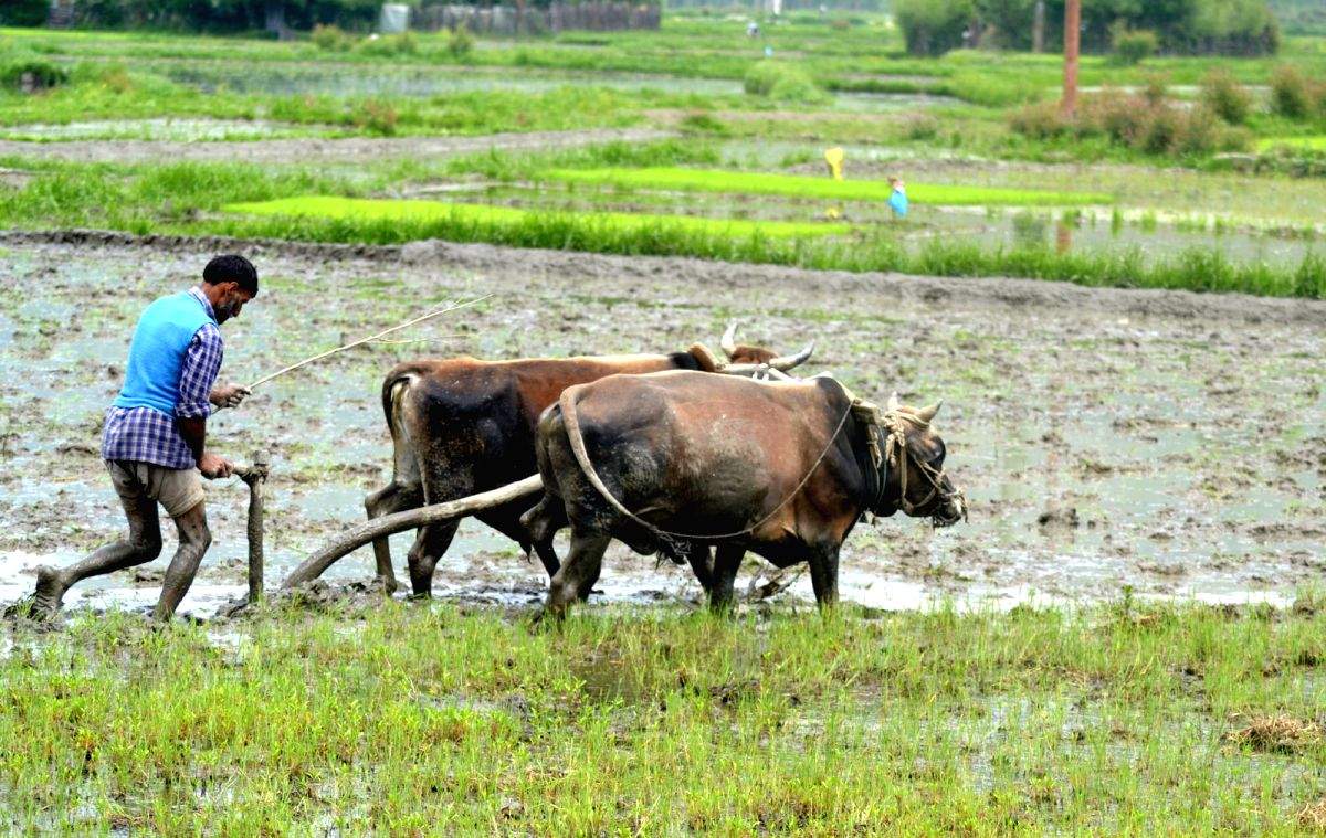 PM Kisan scheme benefits 11.78 cr farmers - Vimarsana News