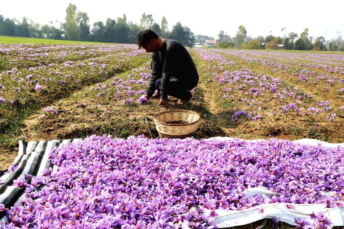 Farmers emerge key players in 'Naya J&K'; new schemes, innovations revive agriculture - Vimarsana News