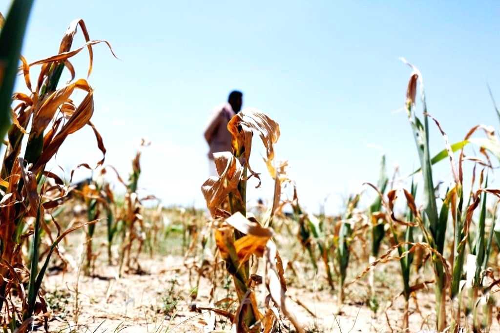 Global report shows climate change 'imperilled life on Earth' - Vimarsana News