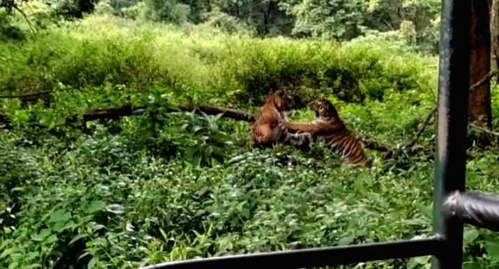 Sites in India, Nepal awarded for doubling tiger population - Vimarsana News