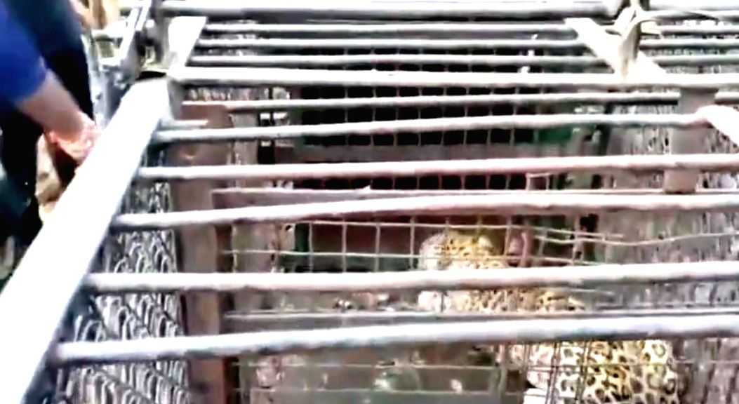 Fifth leopard captured on Tirumala temple walkway - Vimarsana News