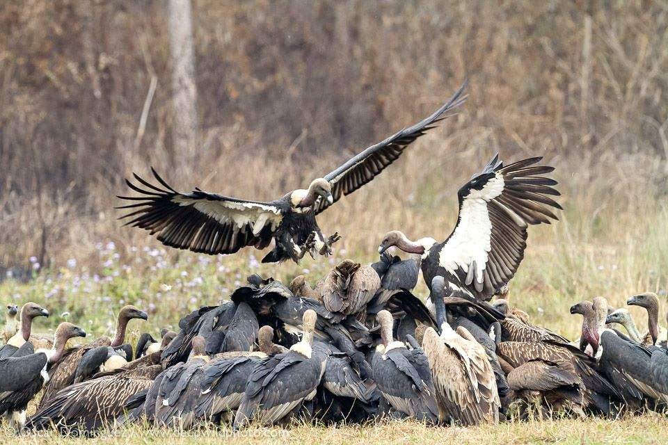 Finally, ban on two more vet drugs to halt vulture decline in India - Vimarsana News