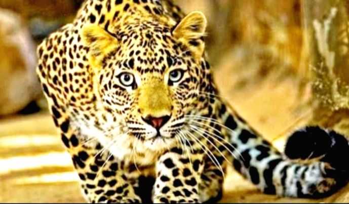 First four months of 2022 not too lucky for the Indian Leopard, 73 already poached - Vimarsana News