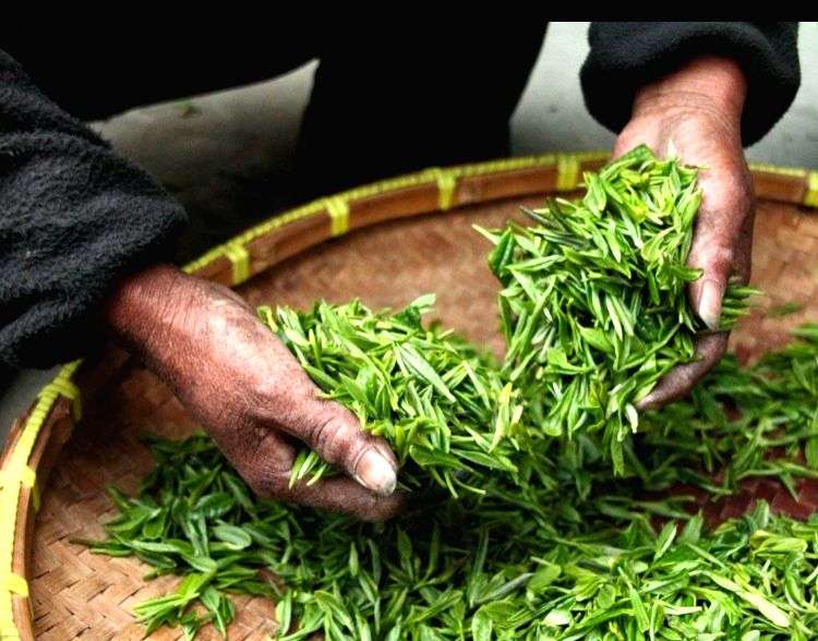 First generation learners in Alipurduar break away from traditional tea jobs - Vimarsana News