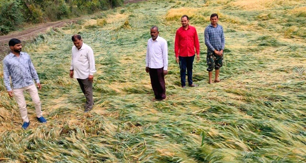 First heat, then hailstorm: Madhya Pradesh farmers set for another round of compensation battle - Vimarsana News
