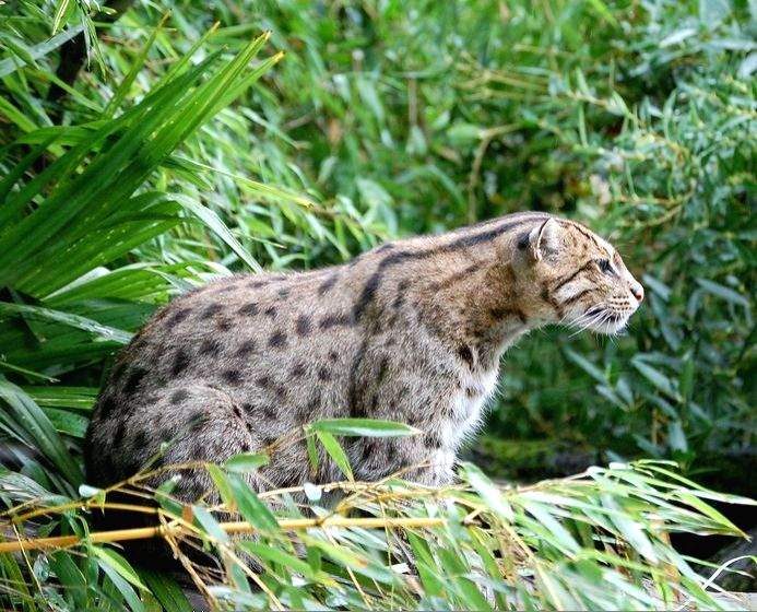 Bengal forest dept worried over increasing human attacks on fishing cats - Vimarsana News