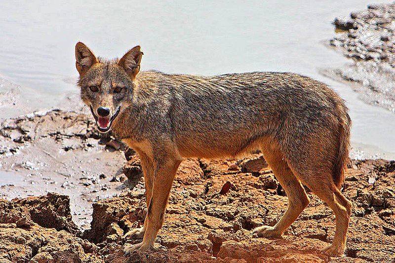 Five persons injured in jackal attacks in Bihar's Bagaha - Vimarsana News