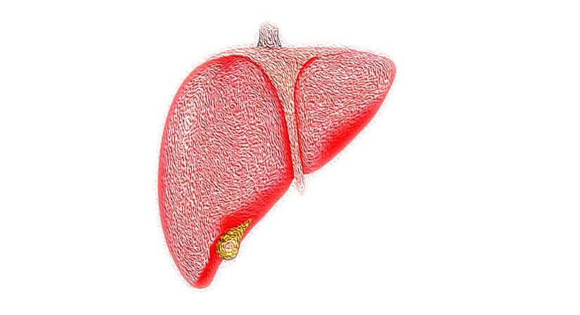 Fatty liver likely causing a surge in serious liver diseases in India - Vimarsana News