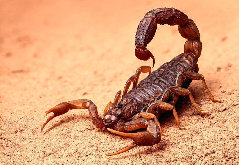 Five-year-old dies of scorpion bite in Bihar - Vimarsana News
