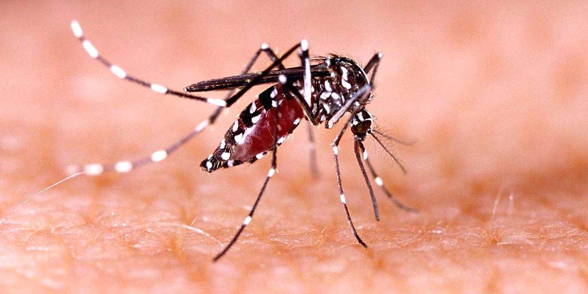 With monsoon rains returns confusion over dengue death toll in WB - Vimarsana News