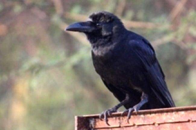 Why Rajgir's crows disappear mysteriously during July-Aug 'malmas' - Vimarsana News