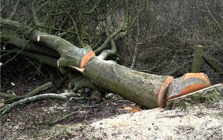 'Chipko Bareilly' to save trees from being felled - Vimarsana News