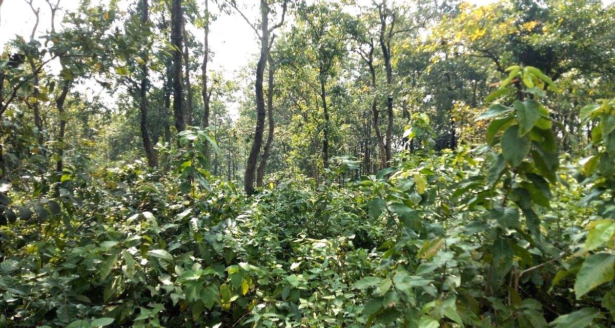 Indigenous communities of Jharkhand have long defended their native forests from exploitation - Vimarsana News