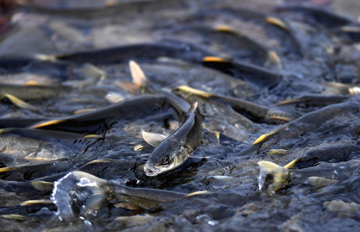 India Rivers Week concludes with pledge to protect fish, rivers - Vimarsana News