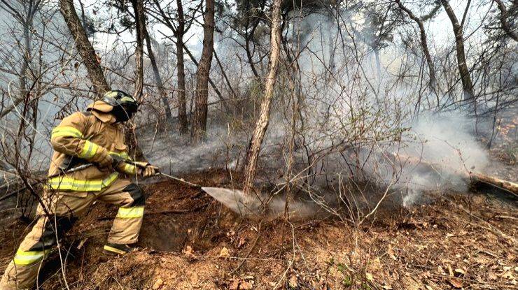 Wildfire burns 521 hectares of woodland near inter-Korean border - Vimarsana News