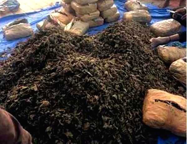 Odisha govt bans ganja at Shiva shrines - Vimarsana News