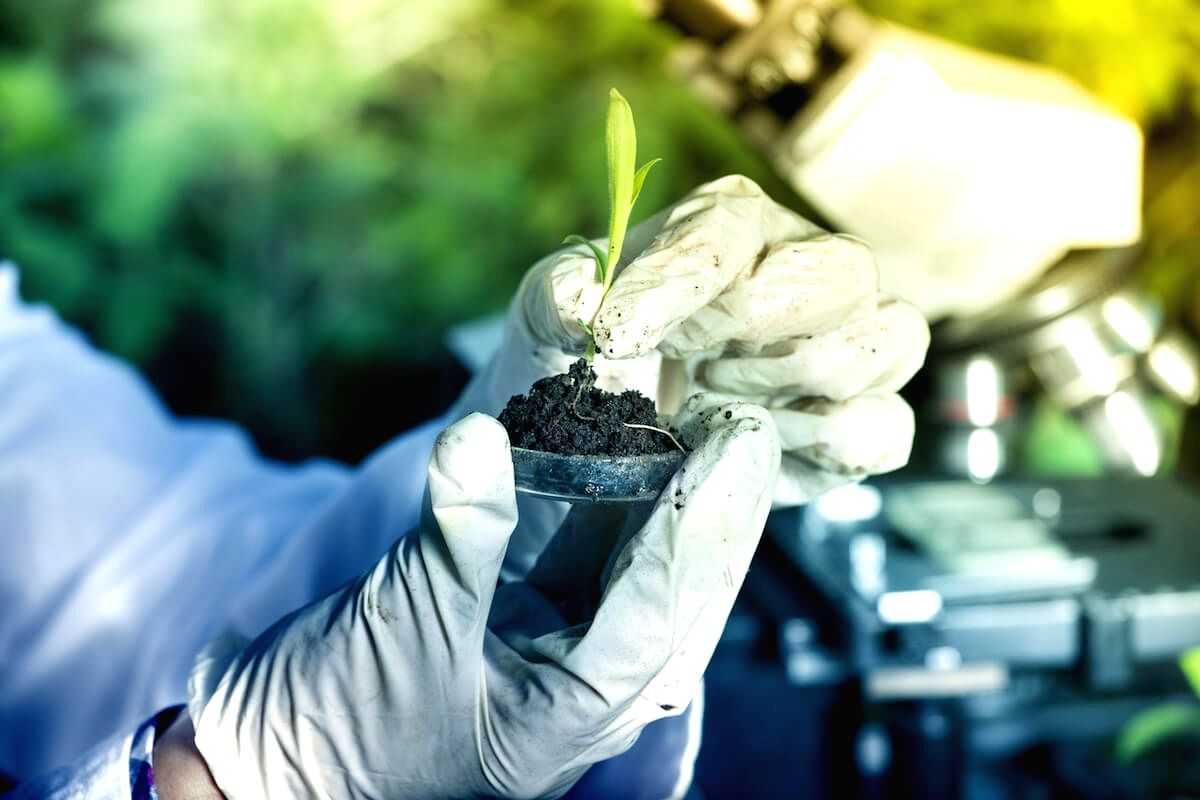 Genome editing can be useful for climate adaptation of crops, say scientists - Vimarsana News