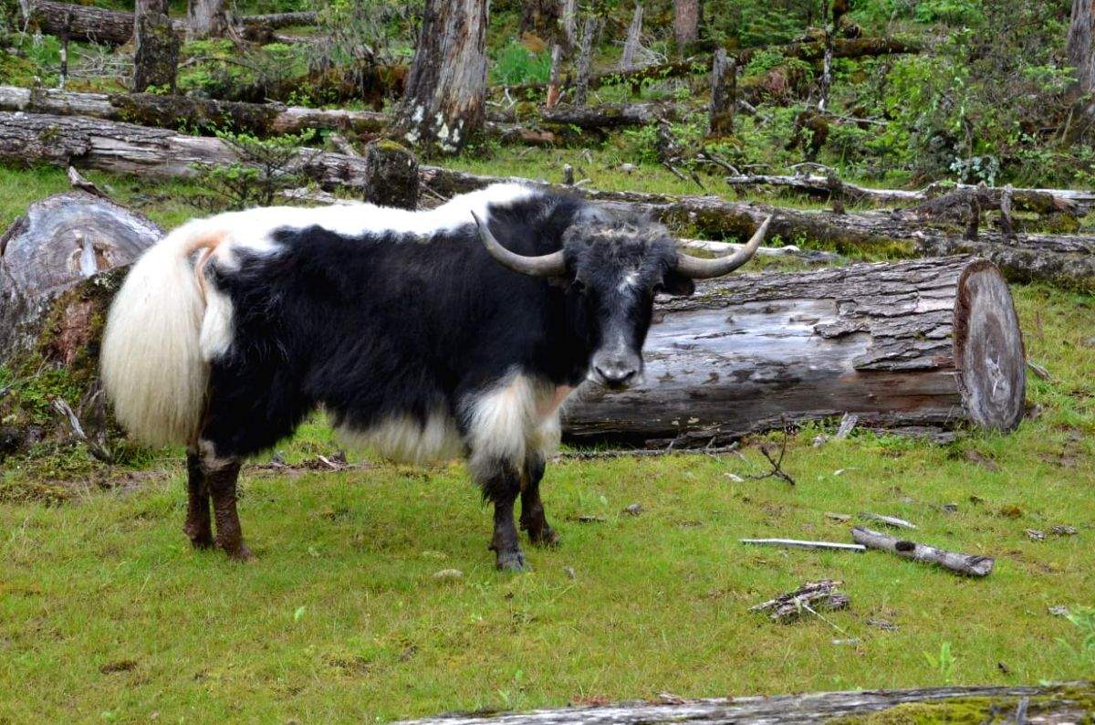 GI tags for 'Yak Churpi', 2 other indigenous Arunachal products - Vimarsana News