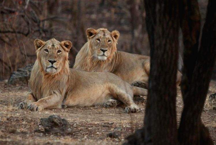 Debate rages as Gir's lions lose out to cheetahs from Namibia - Vimarsana News