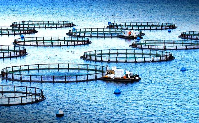 Global aquaculture to supply 59% of fish consumption by 2030: FAO - Vimarsana News