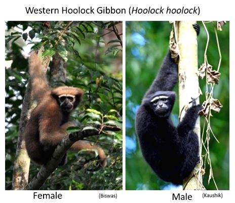 Global primate genome study reveals their evolution, applications for human health - Vimarsana News