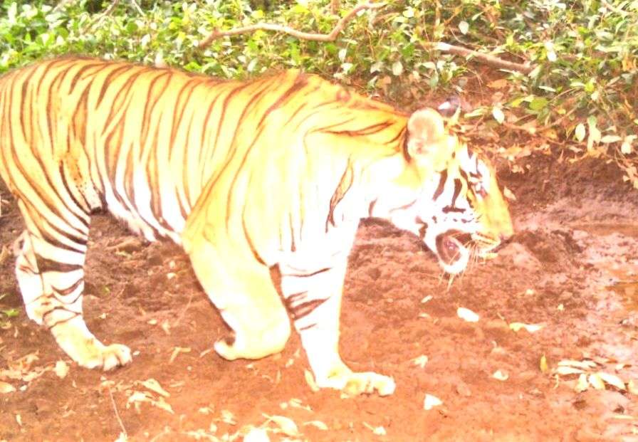 Centre, T'gana blame each other for not doing enough for tiger conservation - Vimarsana News