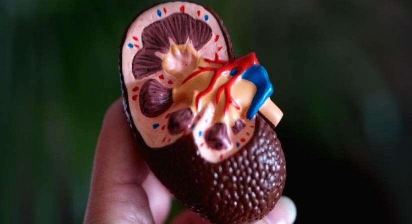 Kidney disease may be a silent killer: Experts - Vimarsana News