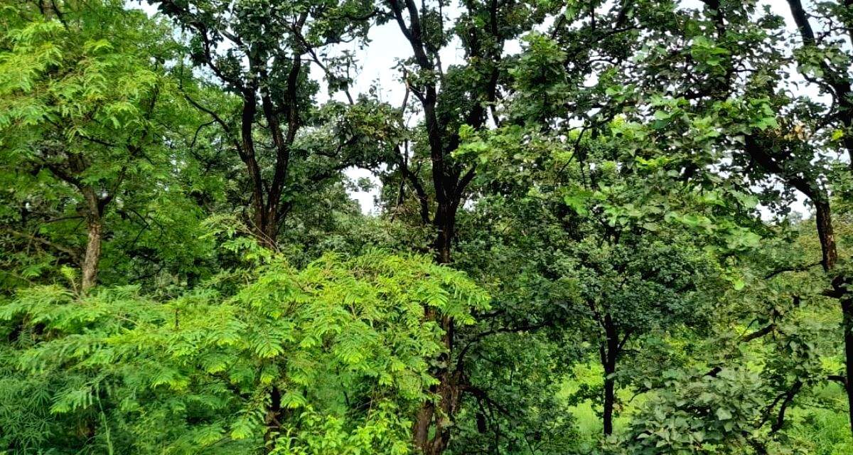 Centre announces task force for 'synergies' between forest policy, forest act, agro-forestry - Vimarsana News