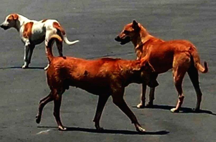 Delhi HC orders status quo after MCD razes old woman's shelter for over 200 stray dogs - Vimarsana News