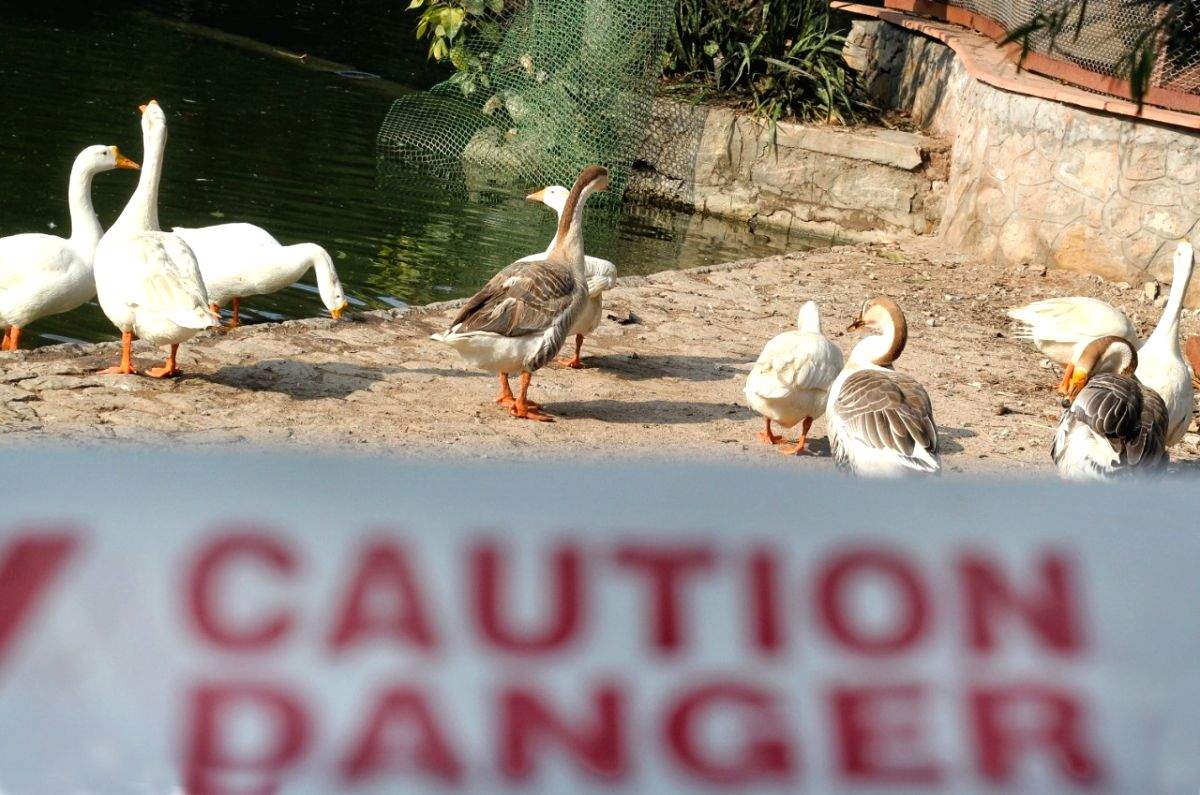 Avian flu scare in Bihar's Supaul after bird carcasses found - Vimarsana News