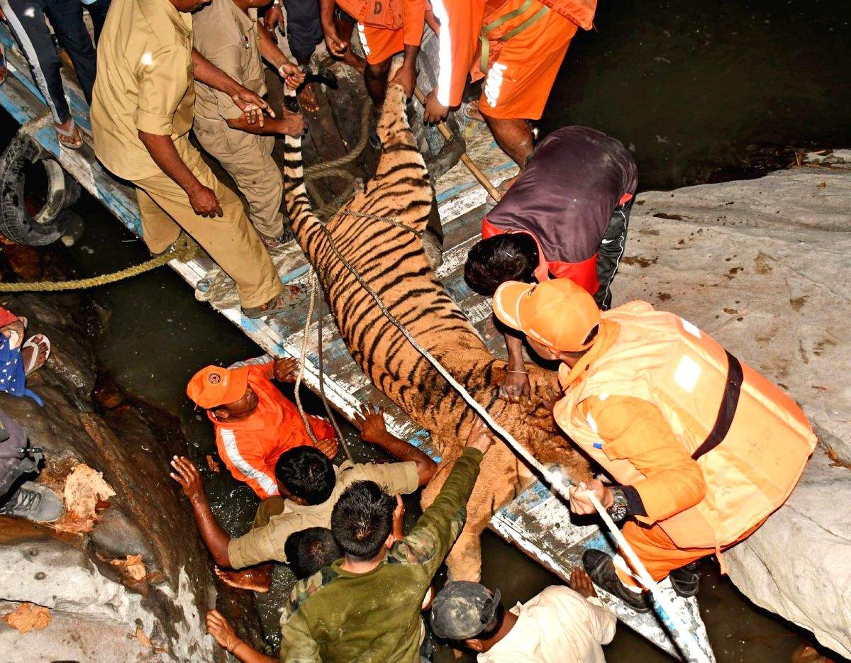 Royal Bengal Tiger that swam across Brahmaputra finds its new home in Assam - Vimarsana News