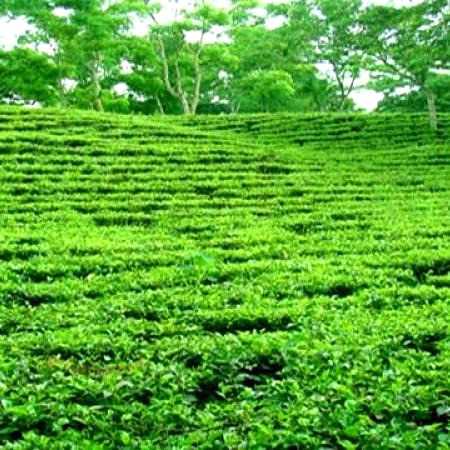 Assam govt plans major outreach for 200 years of tea industry - Vimarsana News
