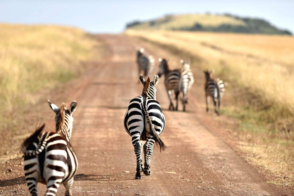 'Habitat loss biggest threat to Kenya's wildlife' - Vimarsana News