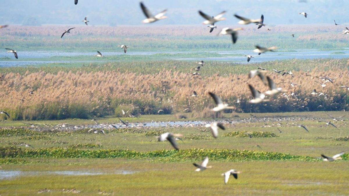 Haiderpur wetland in UP recongnised as Ramsar Site - Vimarsana News