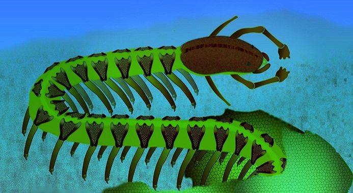 Half-a-billion year old fossilised brain in a tiny sea creature defies textbooks - Vimarsana News