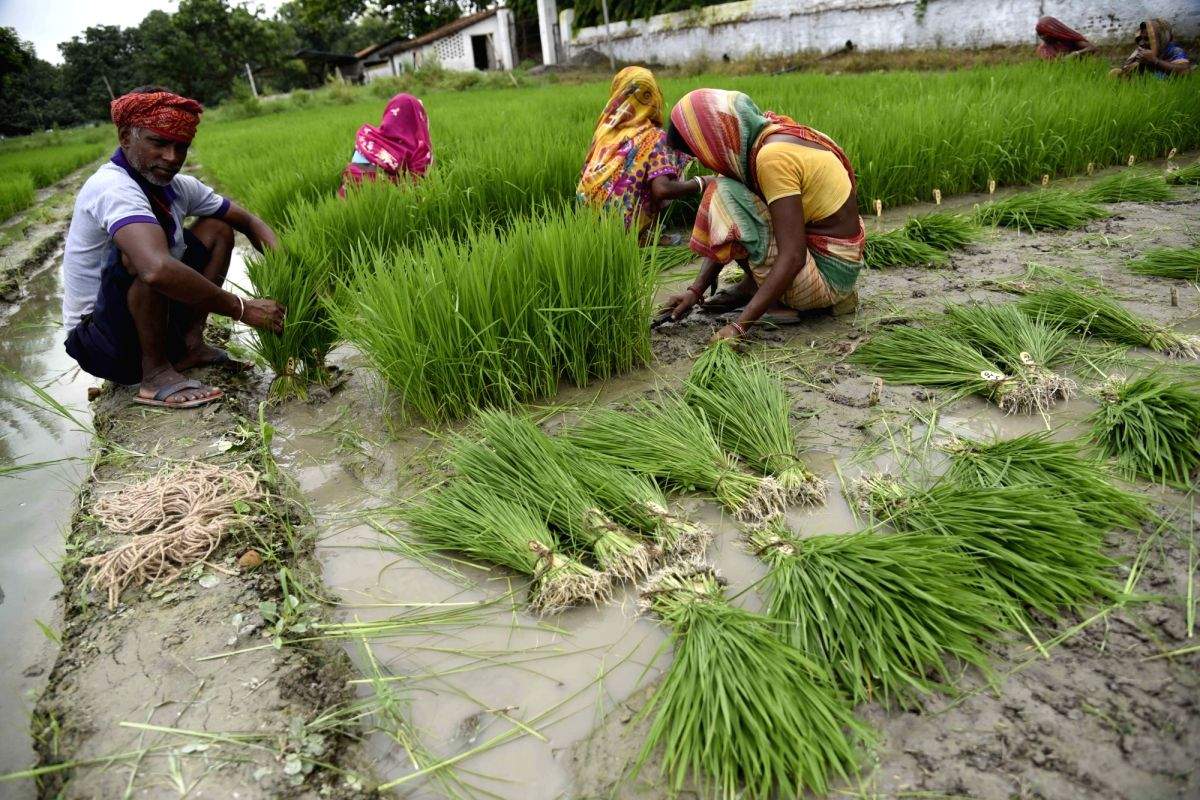 Haryana sees growth in agriculture with adoption of technology - Vimarsana News