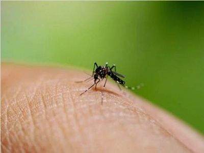 Study shows dengue virus turns virulent under higher temperature - Vimarsana News